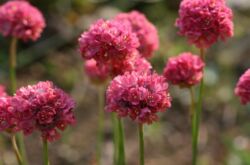 Armeria - plantering och vård i det öppna fältet. Odling av en armeriablomma, reproduktionsmetoder. Beskrivning, typer. Ett foto