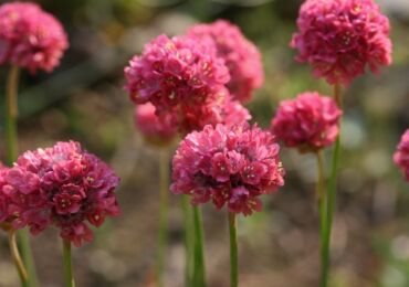 Armeria - plantering och vård i det öppna fältet. Odling av en armeriablomma, reproduktionsmetoder. Beskrivning, typer. Ett foto