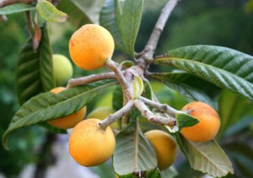 Medlar - penjagaan rumah. Penanaman, pemindahan dan pembiakan. Medlar Jepun dan Jerman