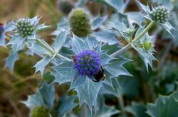 Enegolovnik - plantering och vård i det öppna fältet.Växande erythematosus från frön, reproduktionsmetoder. Beskrivning, typer. Ett foto