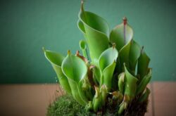 Heliamphora - hemvård. Heliamphora odling, transplantation och reproduktion. Beskrivning, typer. Ett foto