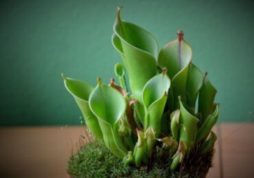 Heliamphora - penjagaan rumah. Penanaman, pemindahan dan pembiakan Heliamphora. Penerangan, jenis. Gambar