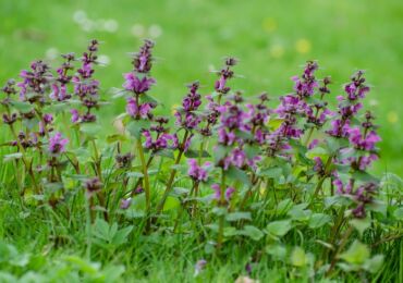 Lamm - plantering och vård i det öppna fältet. Odling av ett lamm från frön, reproduktionsmetoder. Beskrivning, typer. Ett foto