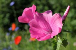 Lavatera - penanaman dan penjagaan di ladang terbuka. Menanam bunga Lavatera dari biji. Penerangan, jenis. Gambar