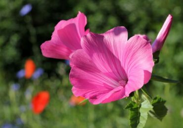 Lavatera - penanaman dan penjagaan di ladang terbuka. Menanam bunga Lavatera dari biji. Penerangan, jenis. Gambar