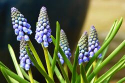 Muscari - plantering och grooming utomhus.Odling av muscari, avelsmetoder. Beskrivning, typer. Ett foto