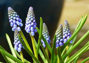 Muscari - plantering och grooming utomhus. Växande muscari, avelsmetoder. Beskrivning, typer. Ett foto