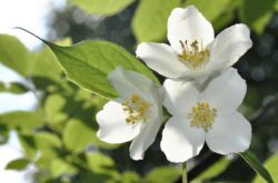 Chubushnik - plantering och vård i det öppna fältet. Odling av en chubushnik, reproduktionsmetoder. Beskrivning, typer. Ett foto