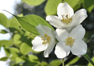 Chubushnik - plantering och vård i det öppna fältet. Odling av en chubushnik, reproduktionsmetoder. Beskrivning, typer. Ett foto