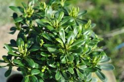 Pittosporum. Penanaman, pemindahan dan pembiakan Pittosporum. Penerangan, jenis. Gambar