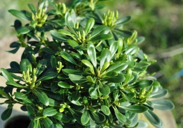 Pittosporum (biji resin) - penjagaan di rumah. Penanaman, pemindahan dan pembiakan Pittosporum. Penerangan, jenis. Gambar