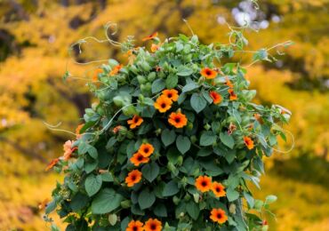 Tunbergia - plantering och vård i det öppna fältet. Växande tunbergia från frön, reproduktionsmetoder. Beskrivning, typer. Ett foto