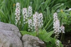 Tiarella - plantering och vård i det öppna fältet. Växande tiarella, avelsmetoder. Beskrivning, typer. Ett foto