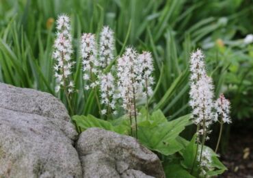 Tiarella - menanam dan merawat di kawasan lapang. Tiarella tumbuh, kaedah pembiakan. Penerangan, jenis. Gambar