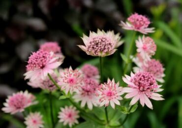 Tumbuhan Astrantia