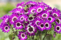 Cineraria växt