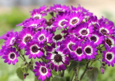 Cineraria växt