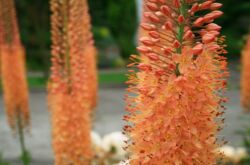 Eremurus - plantering och vård i det öppna fältet. Växande eremurus från frön, reproduktionsmetoder. Beskrivning, typer. Ett foto