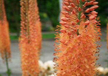 Eremurus - menanam dan merawat di kawasan lapang. Penanaman eremurus dari biji, kaedah pembiakan. Penerangan, jenis. Gambar