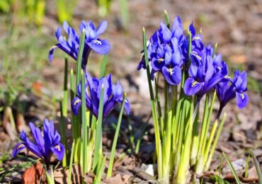 Iridodictium - plantering och vård i det öppna fältet. Odling av iridodictium, reproduktionsmetoder. Beskrivning, typer. Ett foto