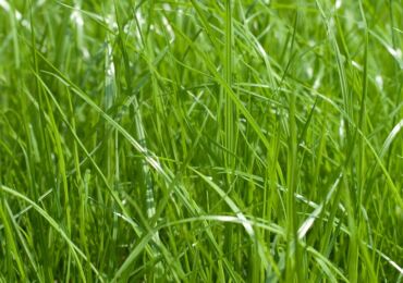 Ryegrass perennial perennial - penanaman dan penjagaan di ladang terbuka. Menanam ryegrass dari biji. Penerangan, jenis. Gambar