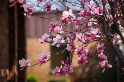 Magnolia - plantering och vård utomhus. Odla ett magnoliaträd, avelsmetoder. Beskrivning, typer. Ett foto