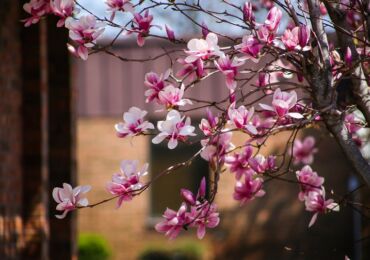 Magnolia - menanam dan merawat di luar rumah. Menanam pokok magnolia, kaedah pembiakan. Penerangan, jenis. Gambar