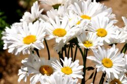 Chamomile - menanam dan merawat di ladang terbuka. Tumbuh chamomile dari biji, kaedah pembiakan. Penerangan, jenis. Gambar