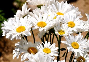 Chamomile - menanam dan merawat di ladang terbuka. Tumbuh chamomile dari biji, kaedah pembiakan. Penerangan, jenis. Gambar