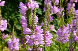 Physostegia - menanam dan merawat di kawasan lapang. Tumbuh fisostegi dari biji, kaedah pembiakan. Penerangan, jenis. Gambar