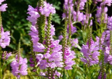 Physostegia - menanam dan merawat di kawasan lapang. Tumbuh fisostegi dari biji, kaedah pembiakan. Penerangan, jenis. Gambar