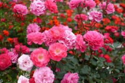 Polyanthus rose - menanam dan merawat di ladang terbuka. Menanam polanthus naik dari biji. Penerangan, jenis. Gambar