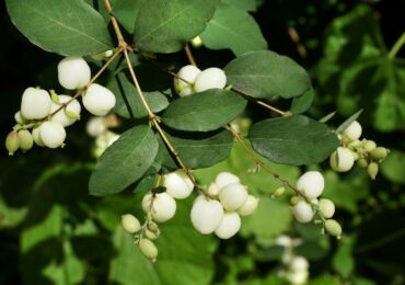 Snowberry - penanaman dan penjagaan di ladang terbuka. Menanam snowberry, kaedah pembiakan. Penerangan, jenis. Gambar