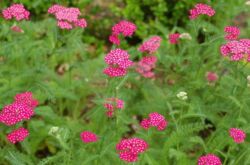 Yarrow - menanam dan merawat di luar rumah. Tumbuh yarrow dari biji, kaedah pembiakan. Penerangan, jenis. Gambar