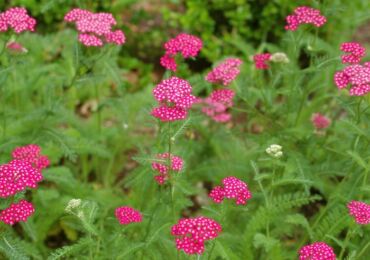 Yarrow - menanam dan merawat di luar rumah. Tumbuh yarrow dari biji, kaedah pembiakan. Penerangan, jenis. Gambar