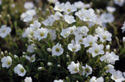 Arenaria (gerbil) - menanam dan merawat di kawasan lapang. Menanam arenaria dari biji, kaedah pembiakan. Penerangan, jenis. Gambar