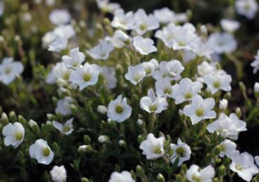 Arenaria (gerbil) - plantering och vård i det öppna fältet. Växande arenaria från frön, reproduktionsmetoder. Beskrivning, typer. Ett foto