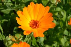 Calendula - plantering och vård i det öppna fältet. Växande ringblomma från frön, reproduktionsmetoder. Beskrivning, typer. Ett foto