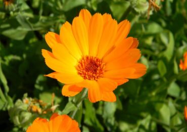 Calendula - plantering och vård i det öppna fältet. Växande ringblomma från frön, reproduktionsmetoder. Beskrivning, typer. Ett foto