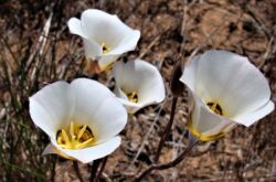 Kalohortus - penanaman dan penjagaan di ladang terbuka. Tumbuh Kalohortus dari biji, kaedah pembiakan. Penerangan, jenis. Gambar