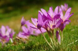 Crocus växt