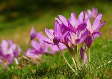 Crocus växt