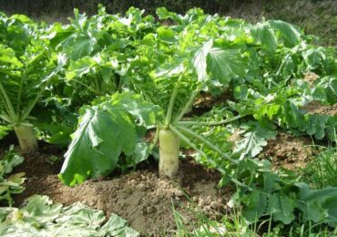 Daikon rädisa - plantering och vård i det öppna fältet. Växande daikon från frön. Beskrivning, sorter. Ett foto