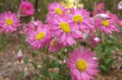 Helipterum (acroclinum) - penanaman dan penjagaan di kawasan lapang. Tumbuh helipterum dari biji. Penerangan, jenis. Gambar