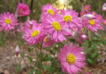 Helipterum (acroclinum) - penanaman dan penjagaan di kawasan lapang. Tumbuh helipterum dari biji. Penerangan, jenis. Gambar