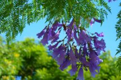 Jacaranda - penjagaan rumah. Penanaman, pemindahan dan pembiakan Jacaranda. Penerangan, jenis. Gambar