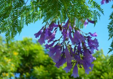 Jacaranda - hemvård. Jacaranda odling, transplantation och reproduktion. Beskrivning, typer. Ett foto