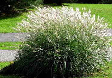 Miscanthus - menanam dan merawat di kawasan lapang. Penanaman miscanthus, kaedah pembiakan. Penerangan, jenis. Gambar