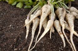 Parsnip sayur - menanam dan merawat di ladang terbuka. Tumbuh parsnips dari biji. Penerangan, jenis. Gambar