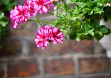 Ampel Pelargonium - penjagaan rumah. Penanaman geranium ampel, pemindahan dan pembiakan. Penerangan, jenis. Gambar